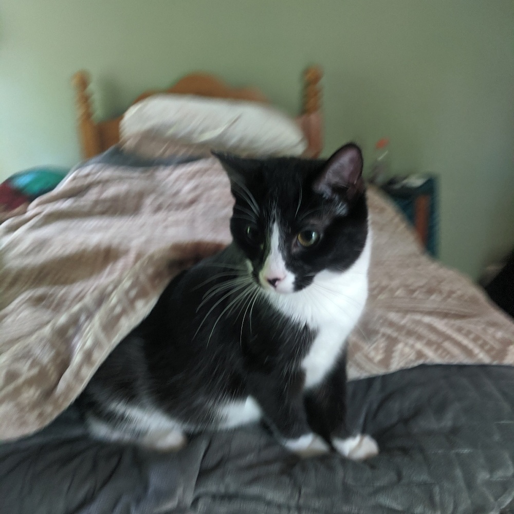 Meet your Posher, Rowan